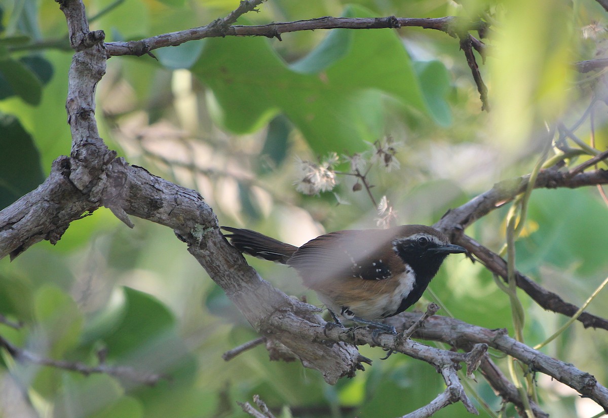 rustryggmaursmett - ML646739870