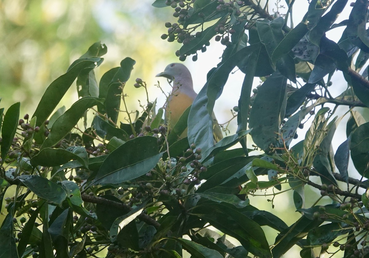 Pembe Boyunlu Yeşil Güvercin - ML646739872