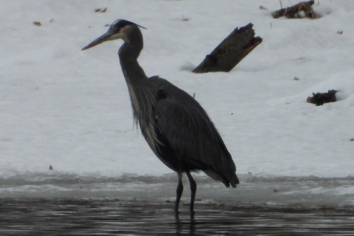 Great Blue Heron - ML646739873