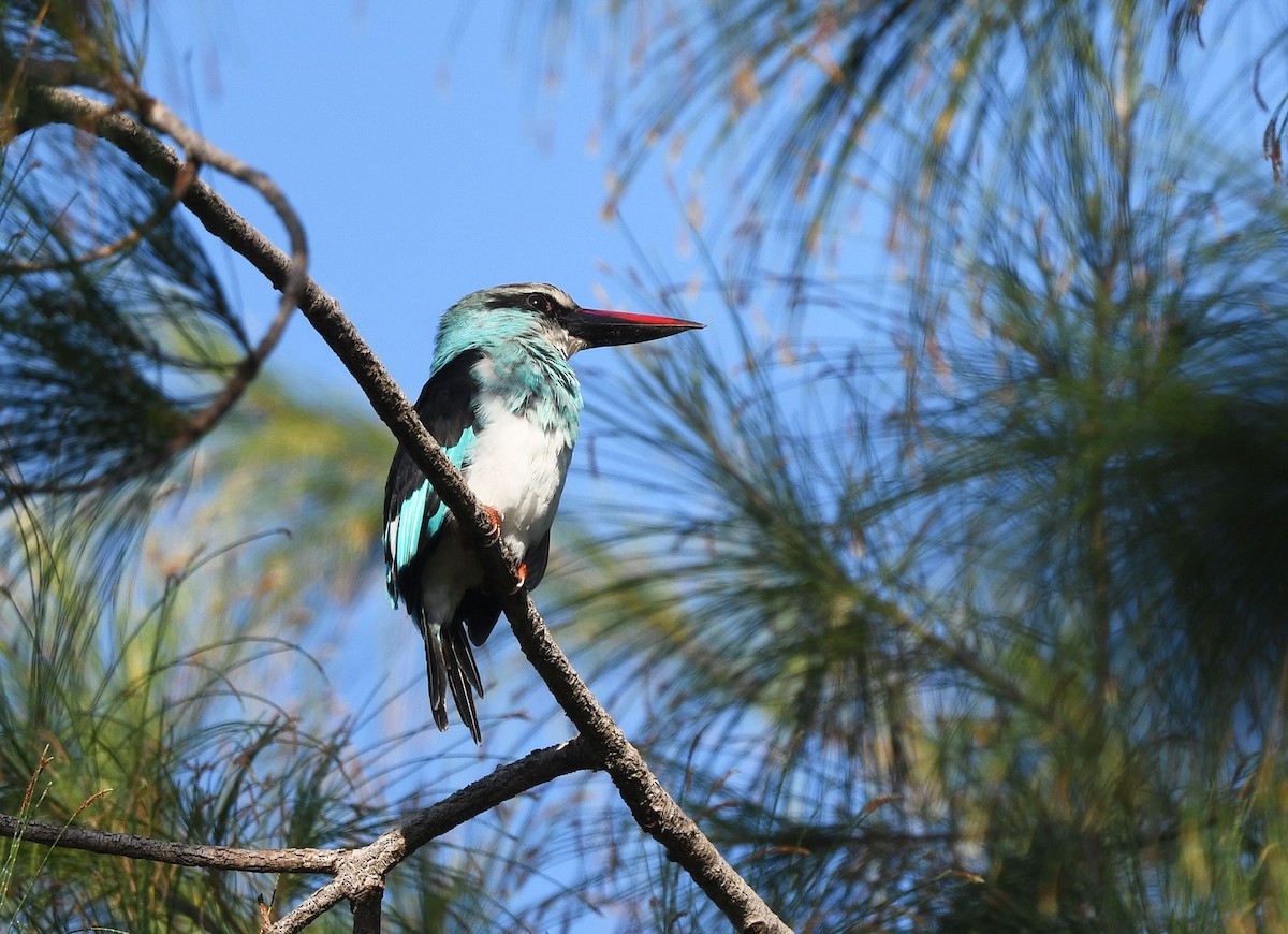 Blue-breasted Kingfisher - ML646739874
