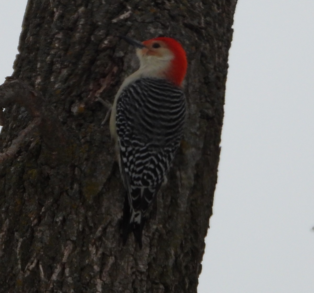 Red-bellied Woodpecker - ML646739877