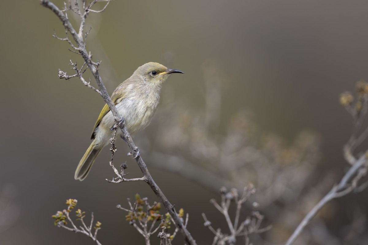 Kahverengi Balkuşu - ML646739878
