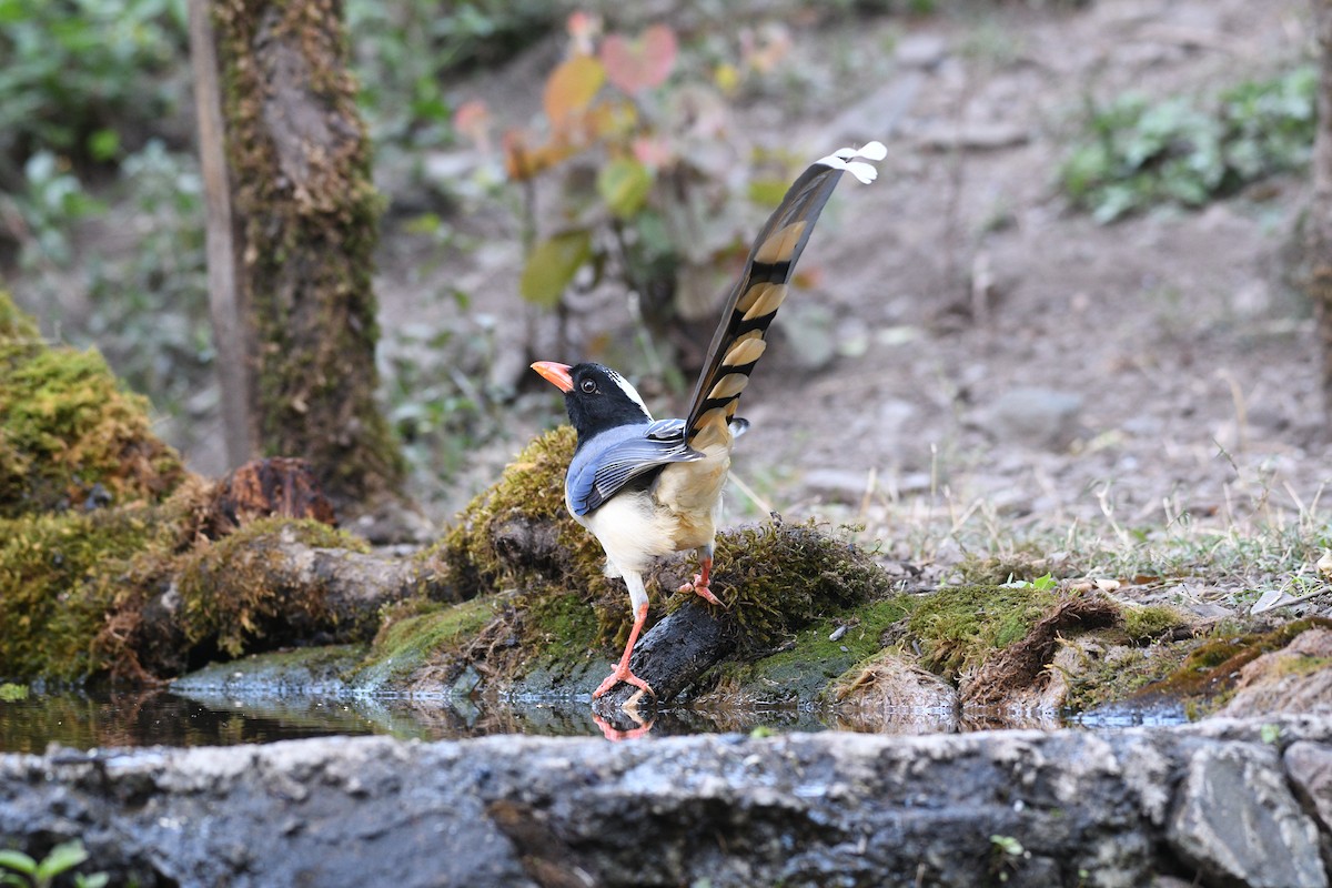 Red-billed Blue-Magpie - ML646739879