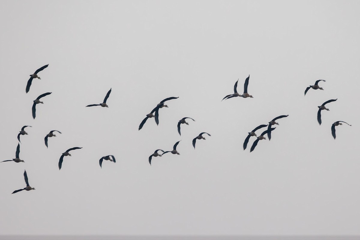 Lesser Whistling-Duck - ML646739880