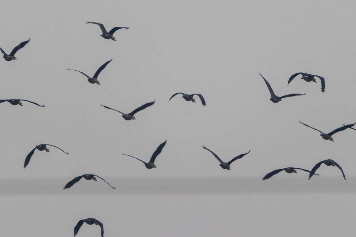 Lesser Whistling-Duck - ML646739881