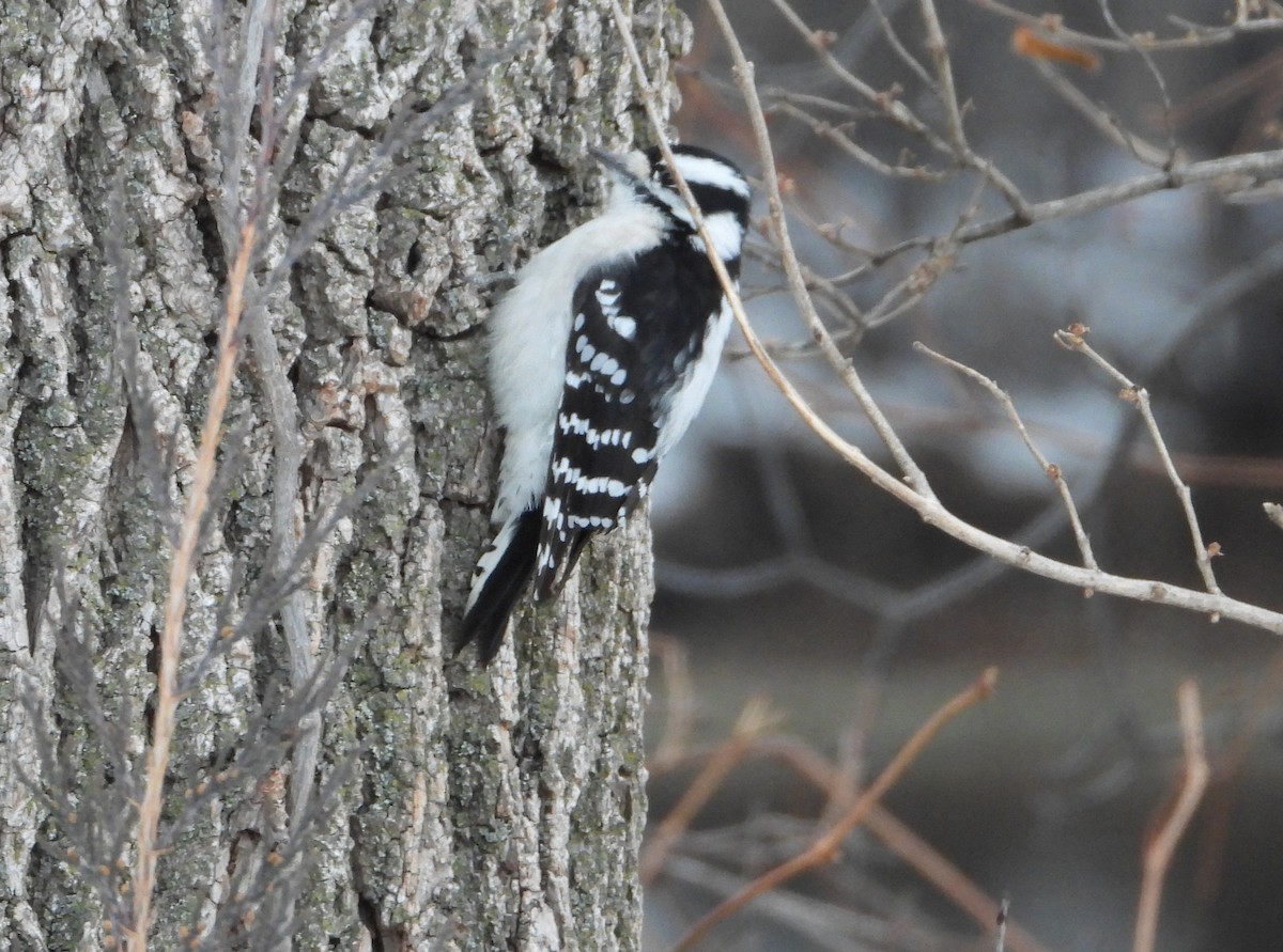 Downy Woodpecker - ML646739882