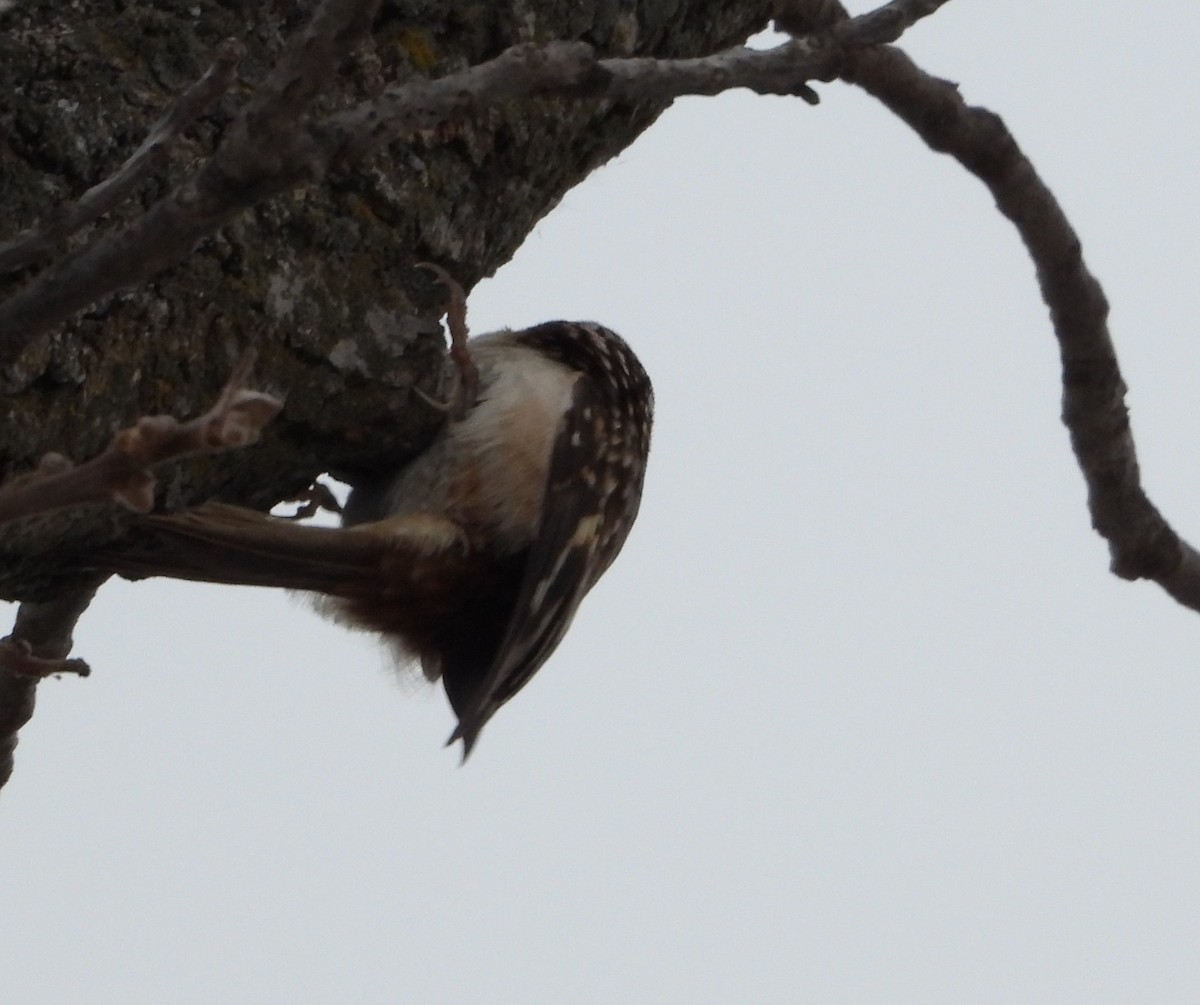 Brown Creeper - ML646739888