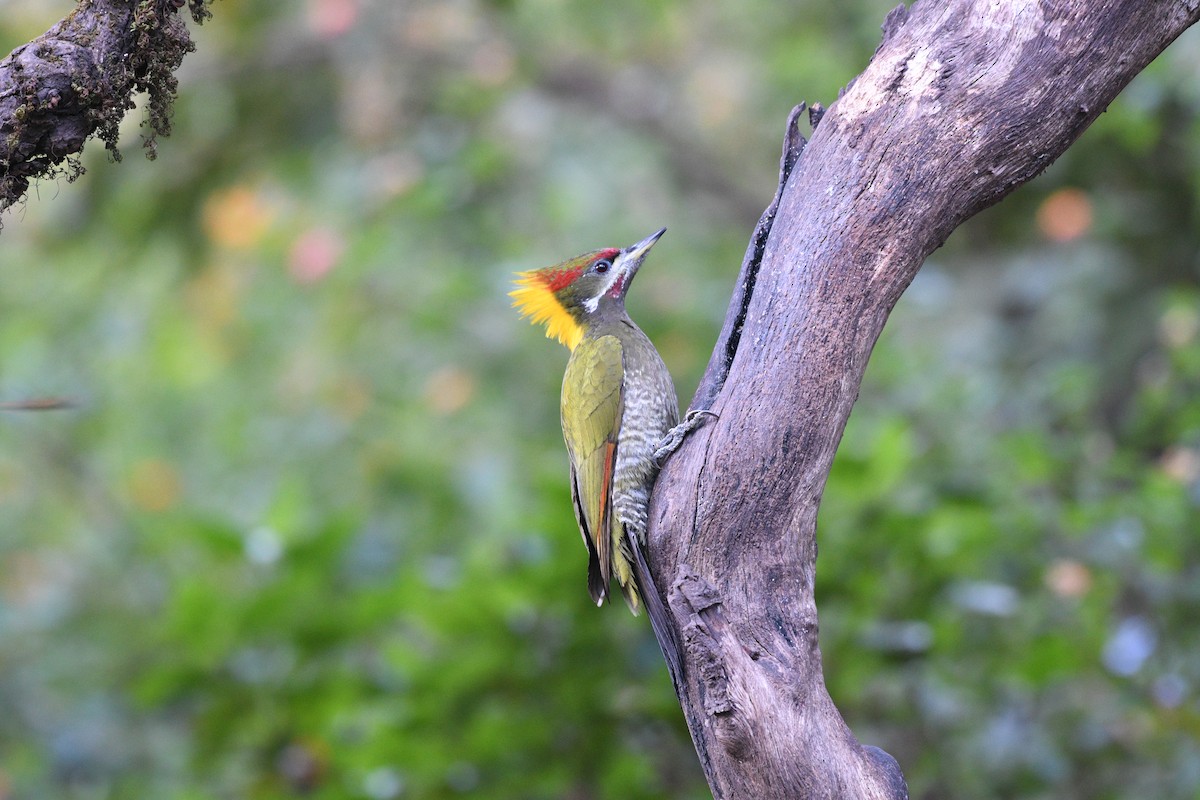 Lesser Yellownape - ML646739892