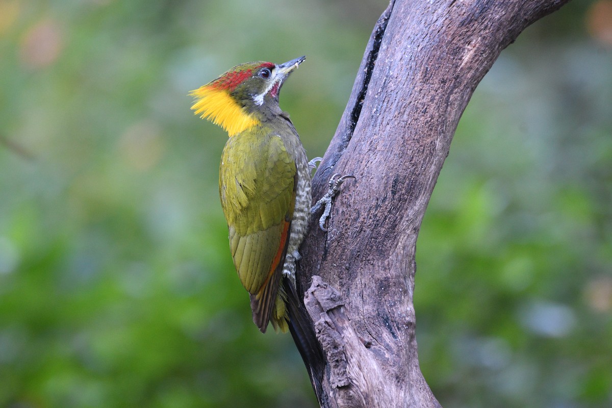 Lesser Yellownape - ML646739893