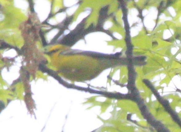 Blue-winged Warbler - ML646739895