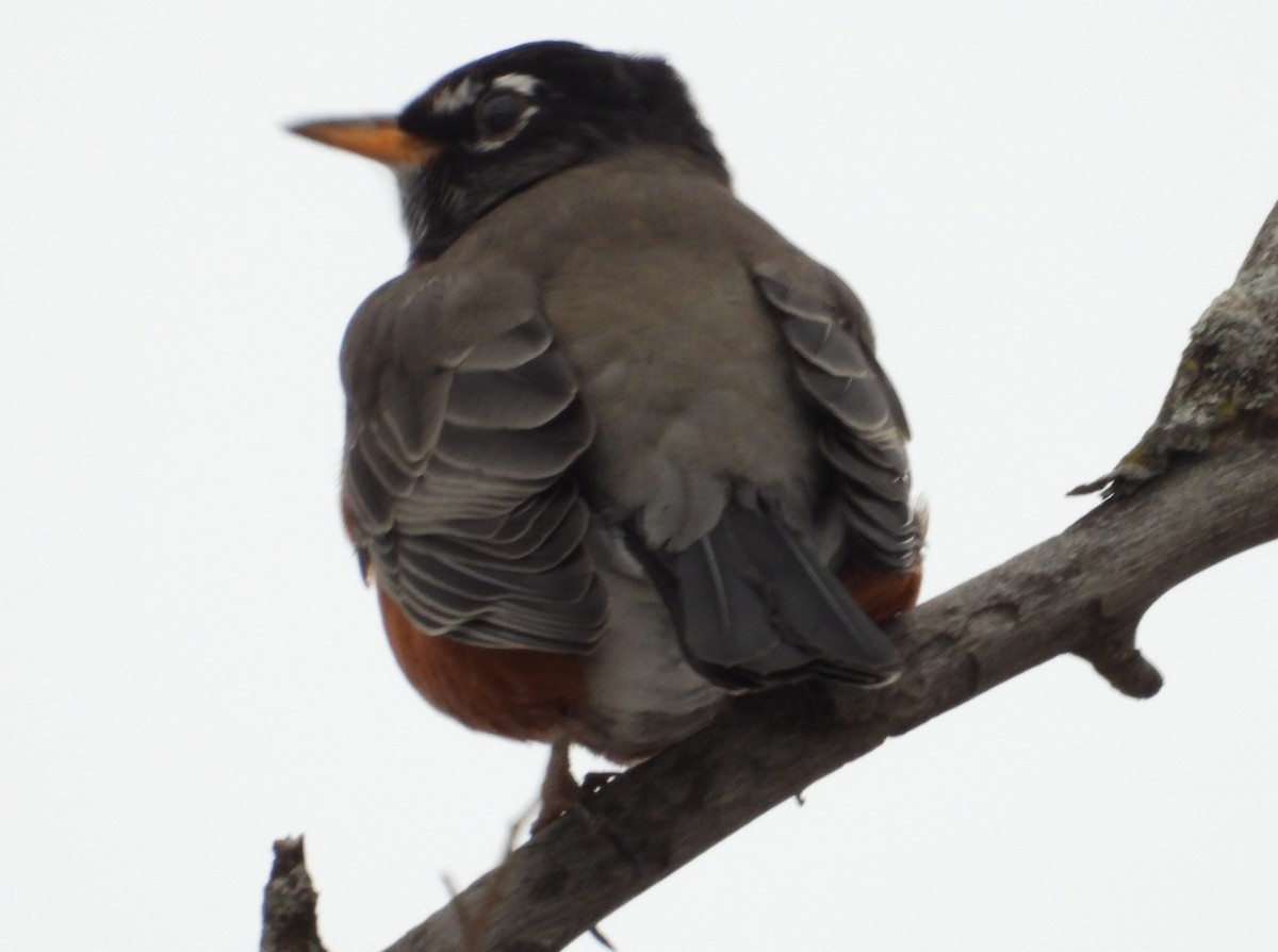 American Robin - ML646739898