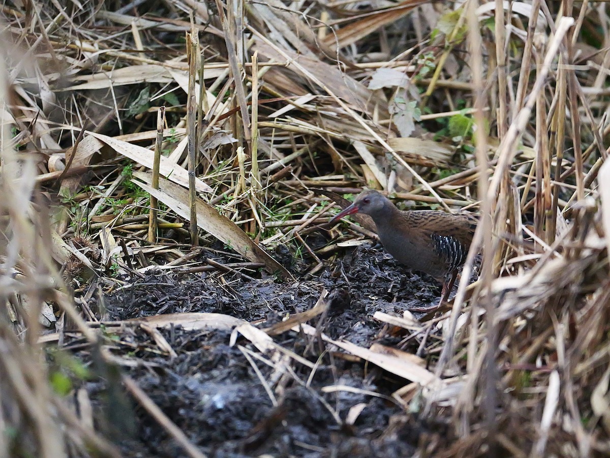 Пастушок водяний - ML646739918