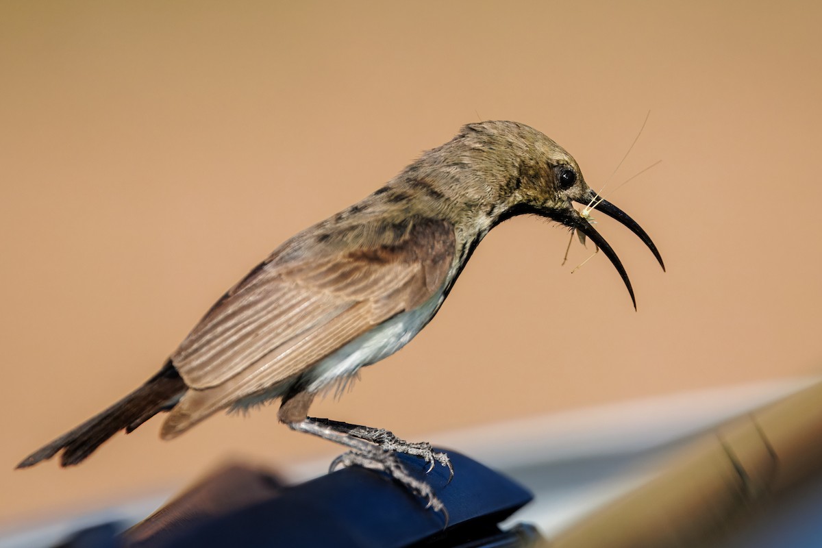 Дымчатая нектарница - ML646739920