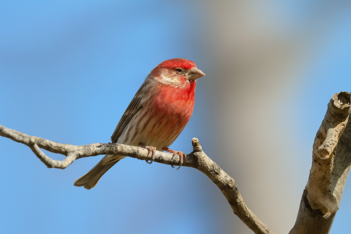 House Finch - ML646739921
