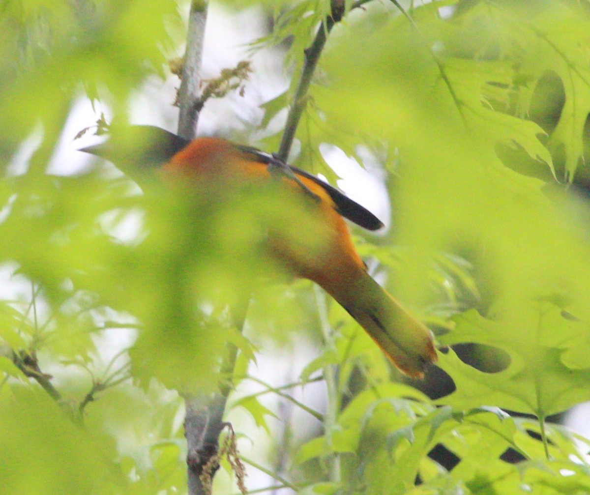 Трупіал балтиморський - ML646739922