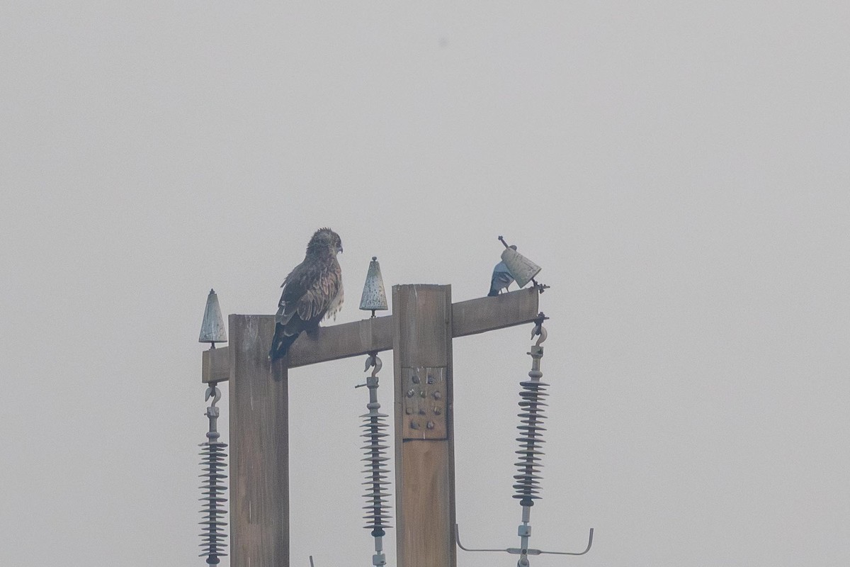 Змієїд блакитноногий - ML646739923