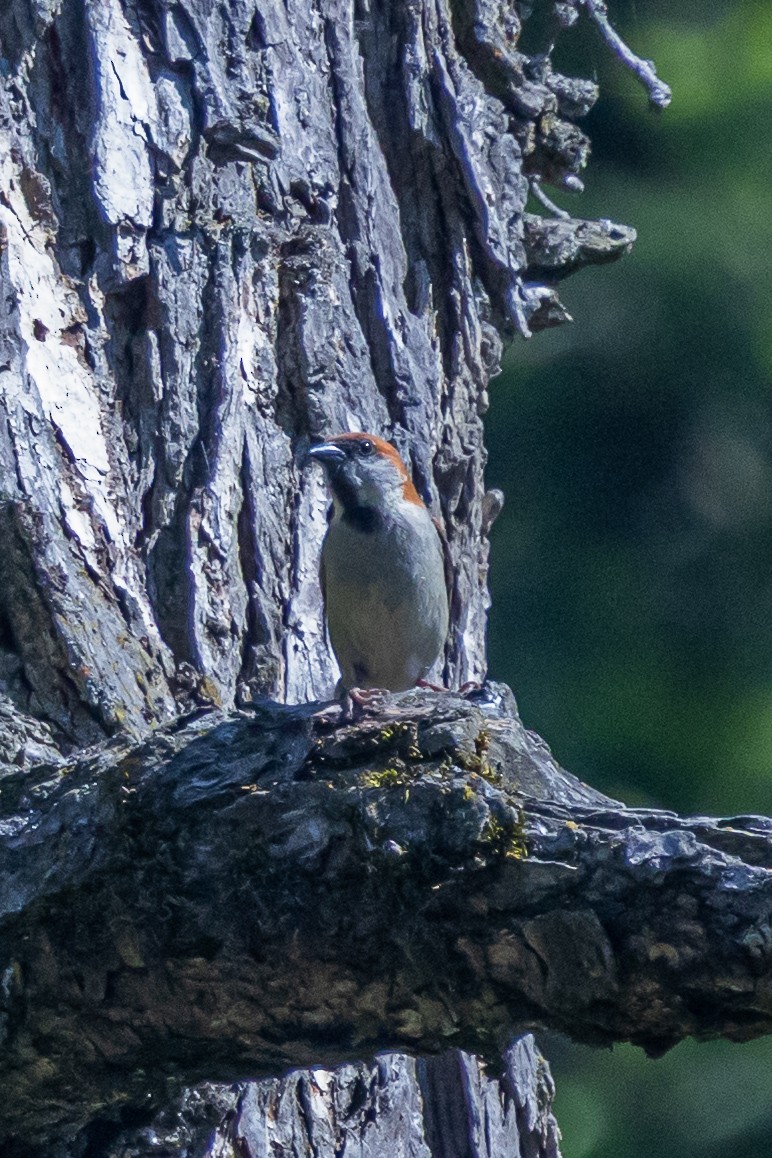 Горобець рудий - ML646739924