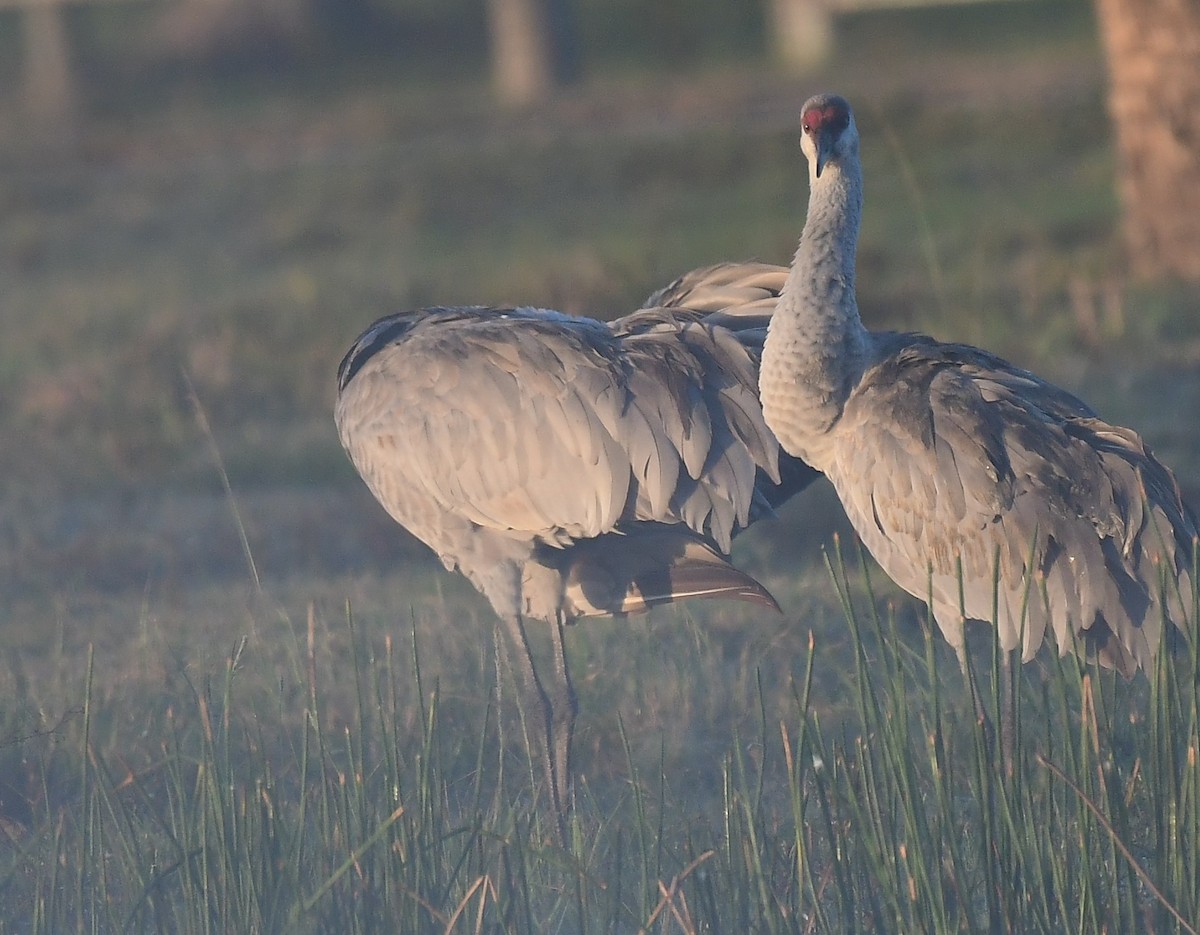 Журавель канадський - ML646739925