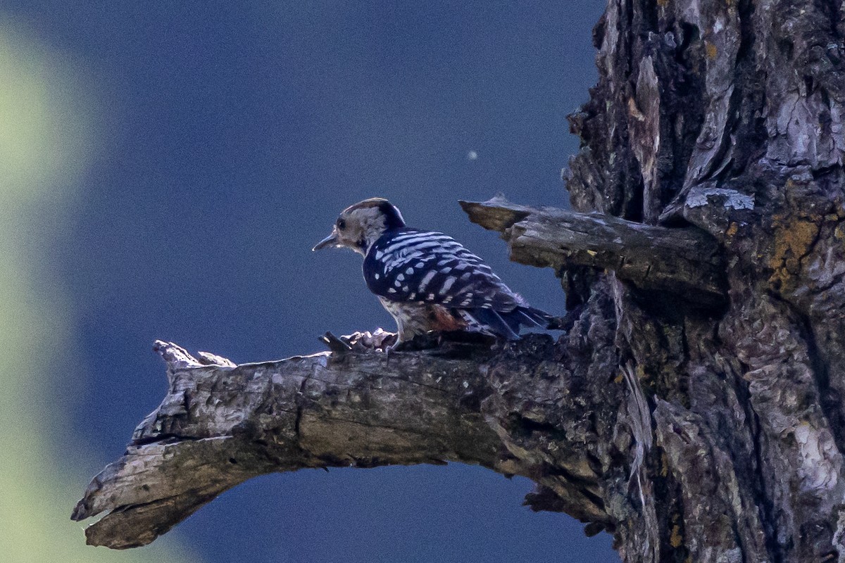 Дятел непальський - ML646739927