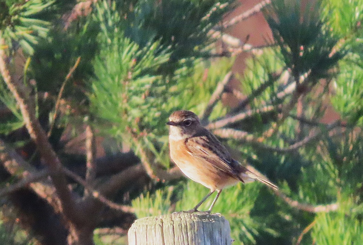 Трав'янка чорноголова - ML646739928