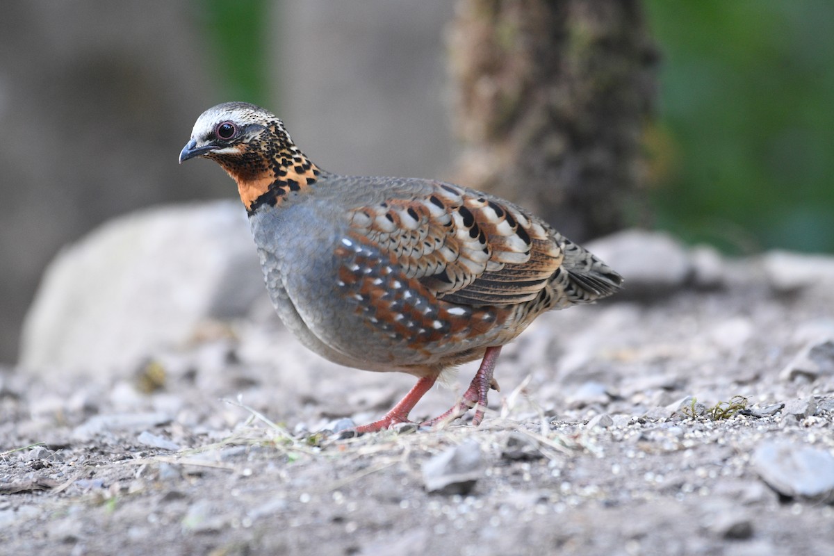 Куріпка непальська - ML646739930