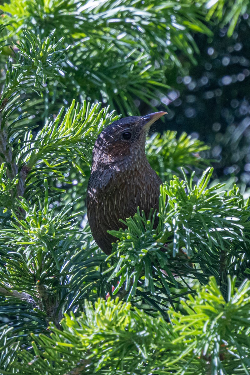 brunørelattertrost - ML646739931