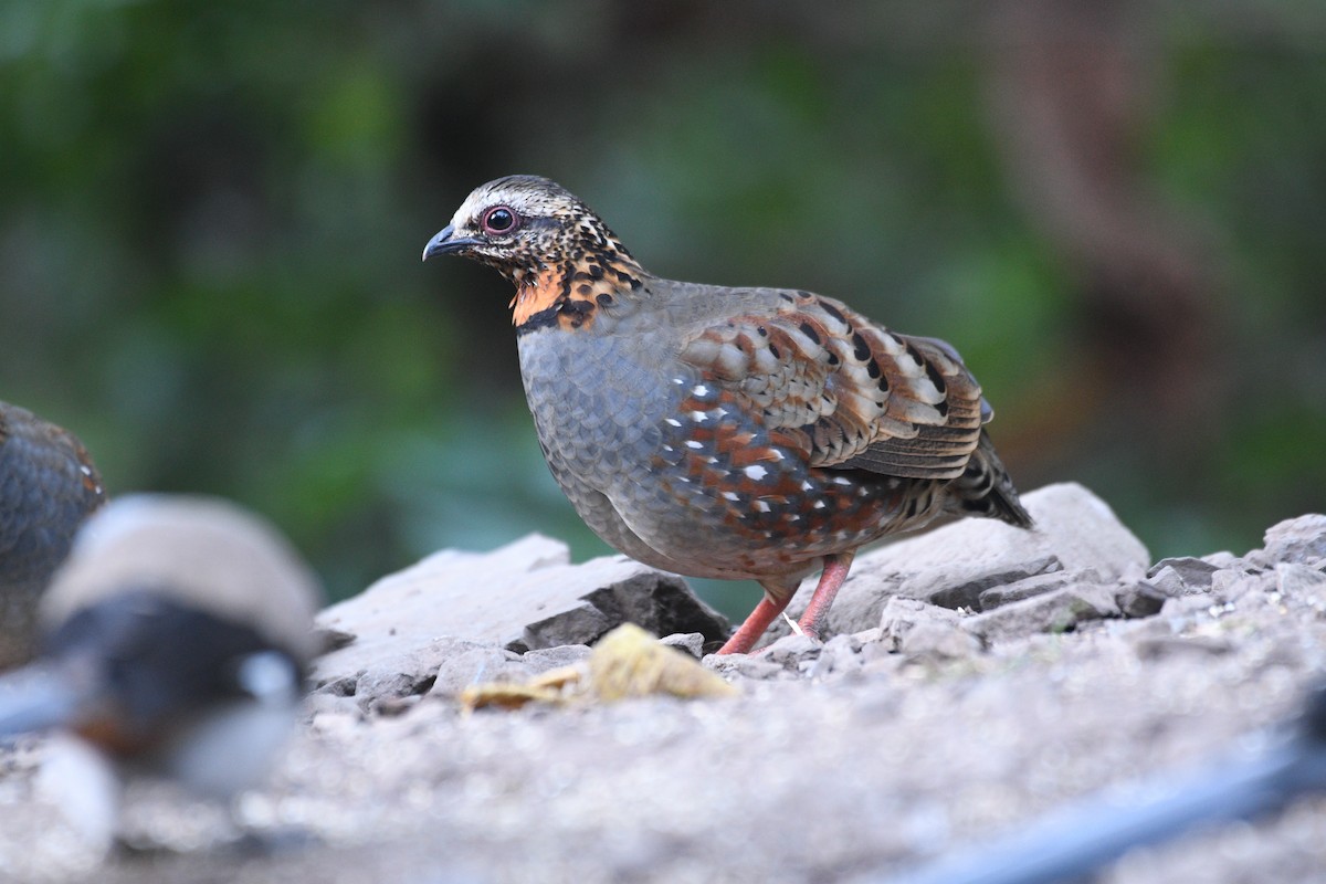 Куріпка непальська - ML646739932