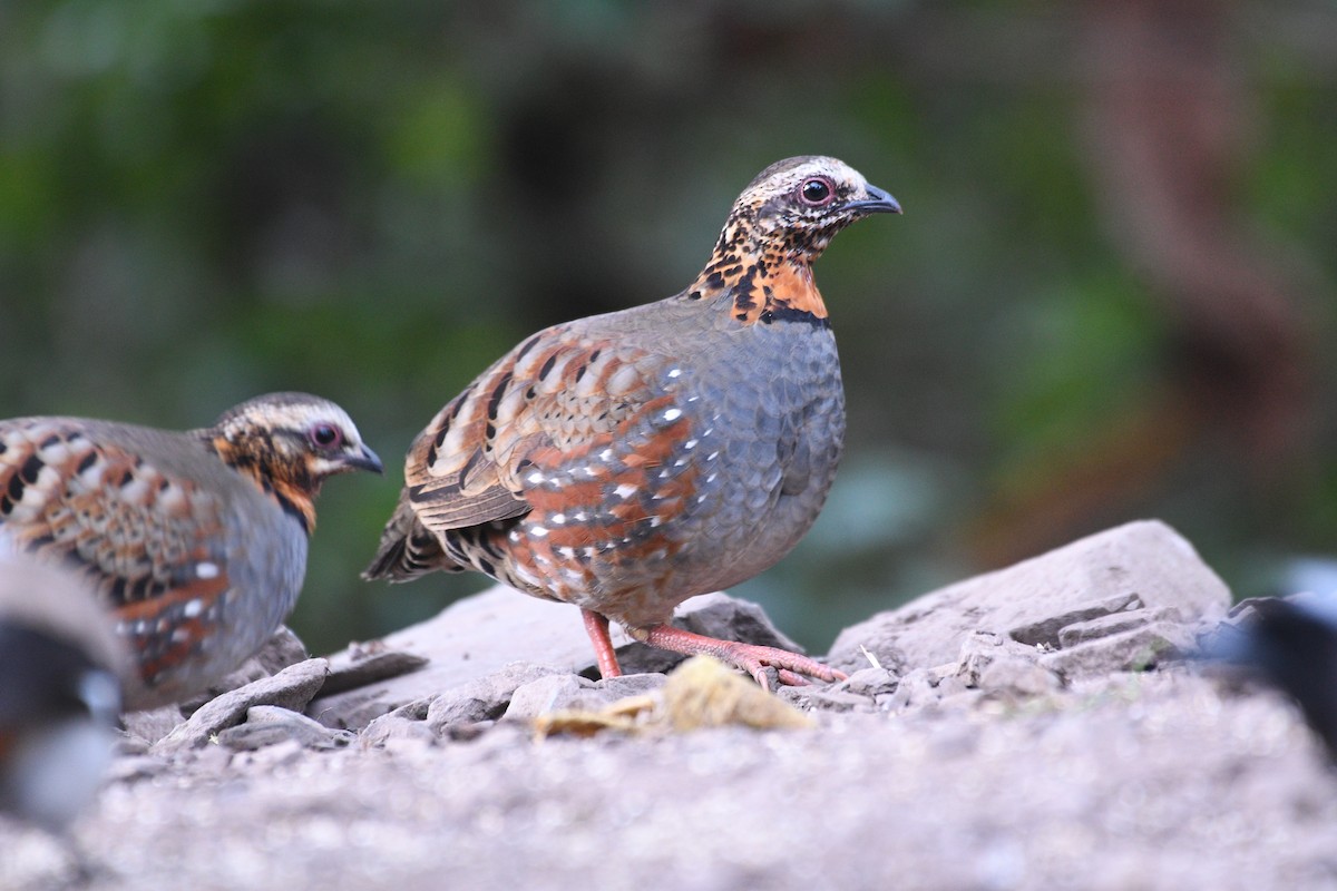 Куріпка непальська - ML646739933