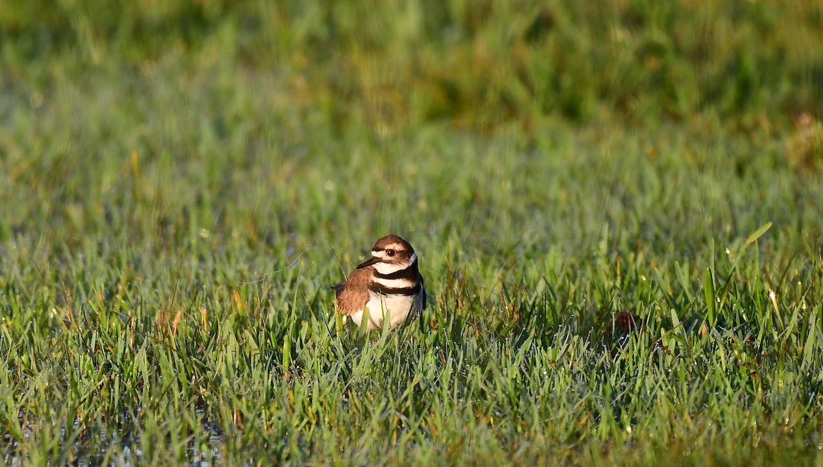 Пісочник крикливий - ML646739934