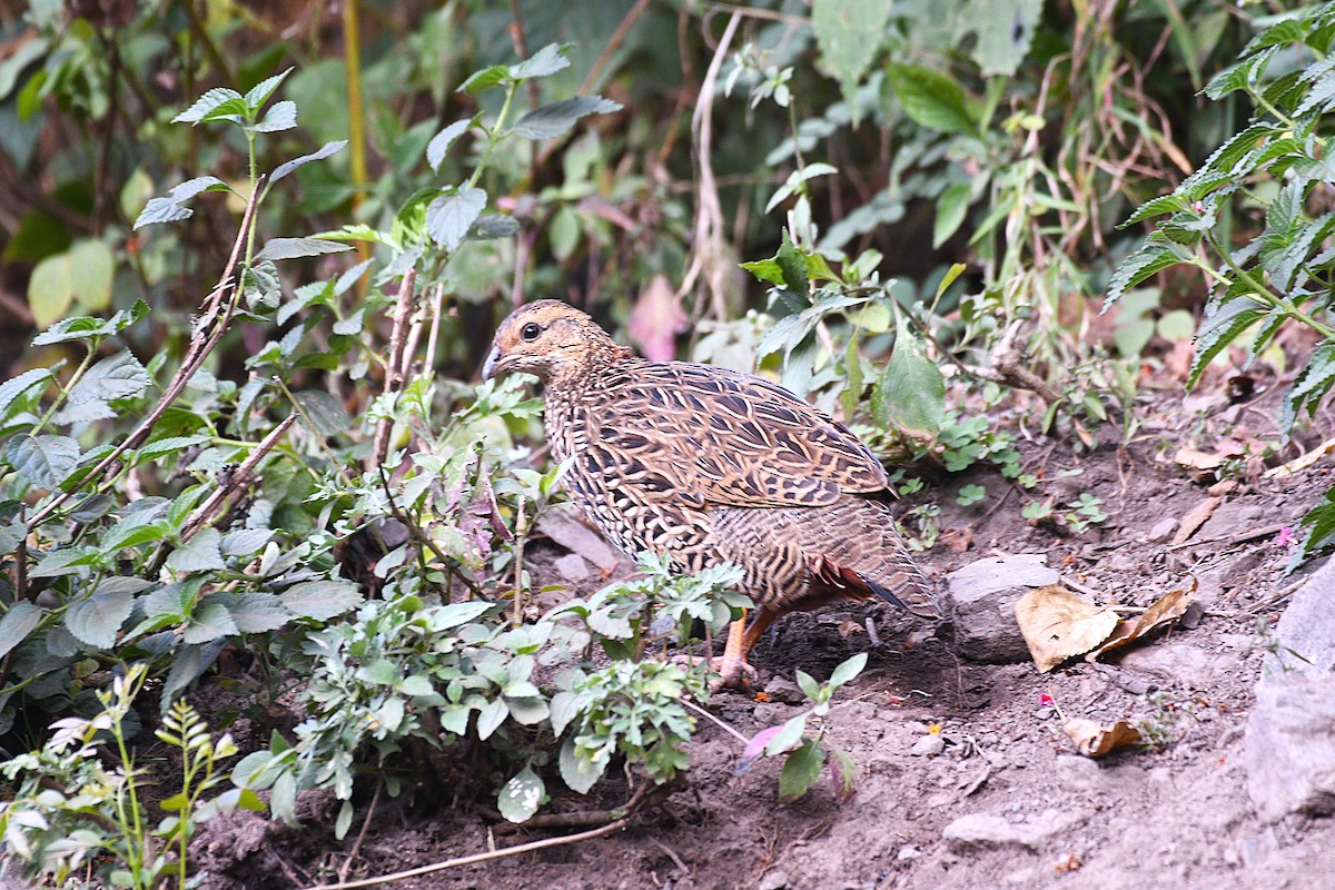 Турач туркменський - ML646739939