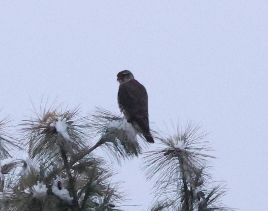 Дербник - ML646739940