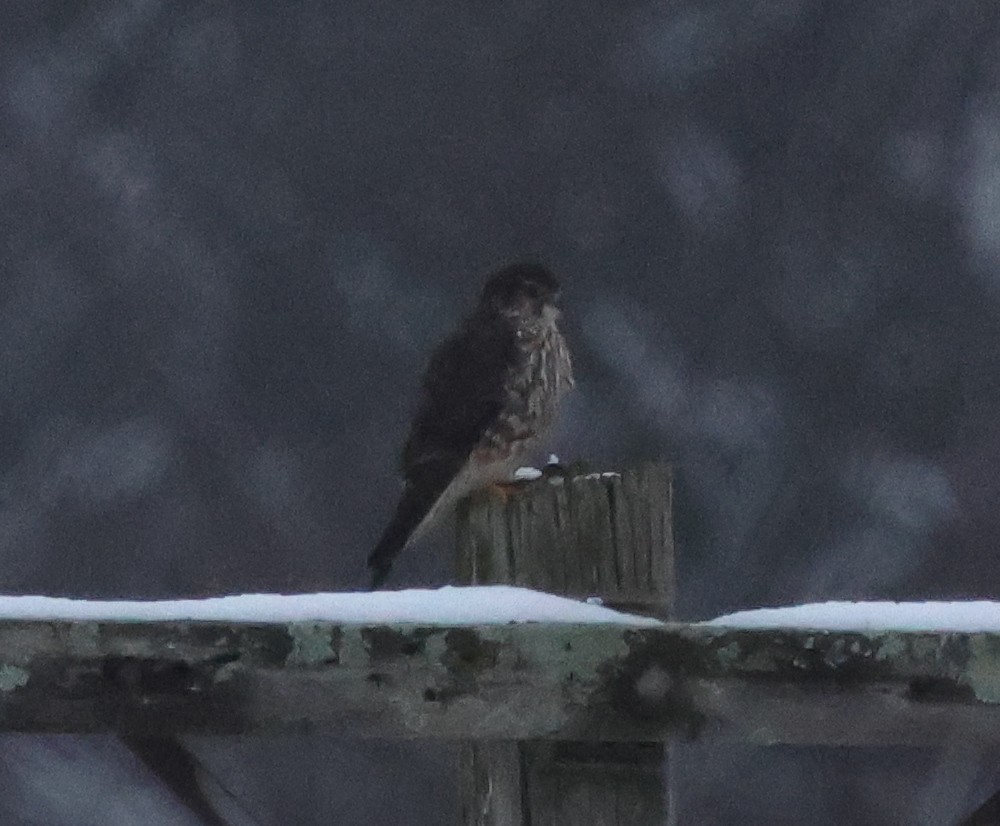 Дербник - ML646739941