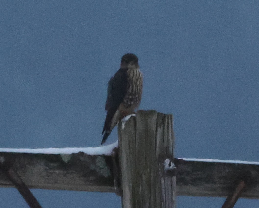 Дербник - ML646739942