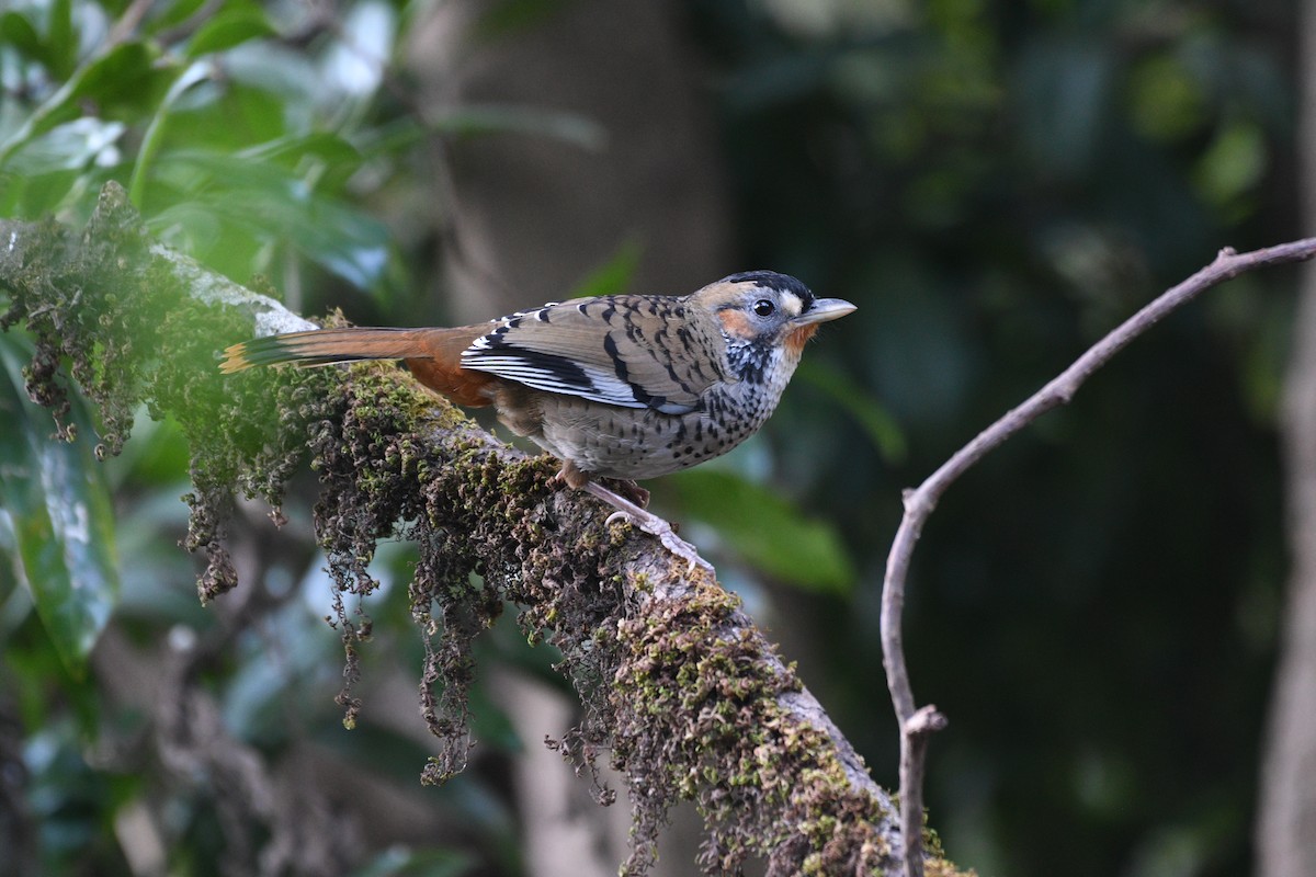 Чагарниця рудогорла - ML646739943