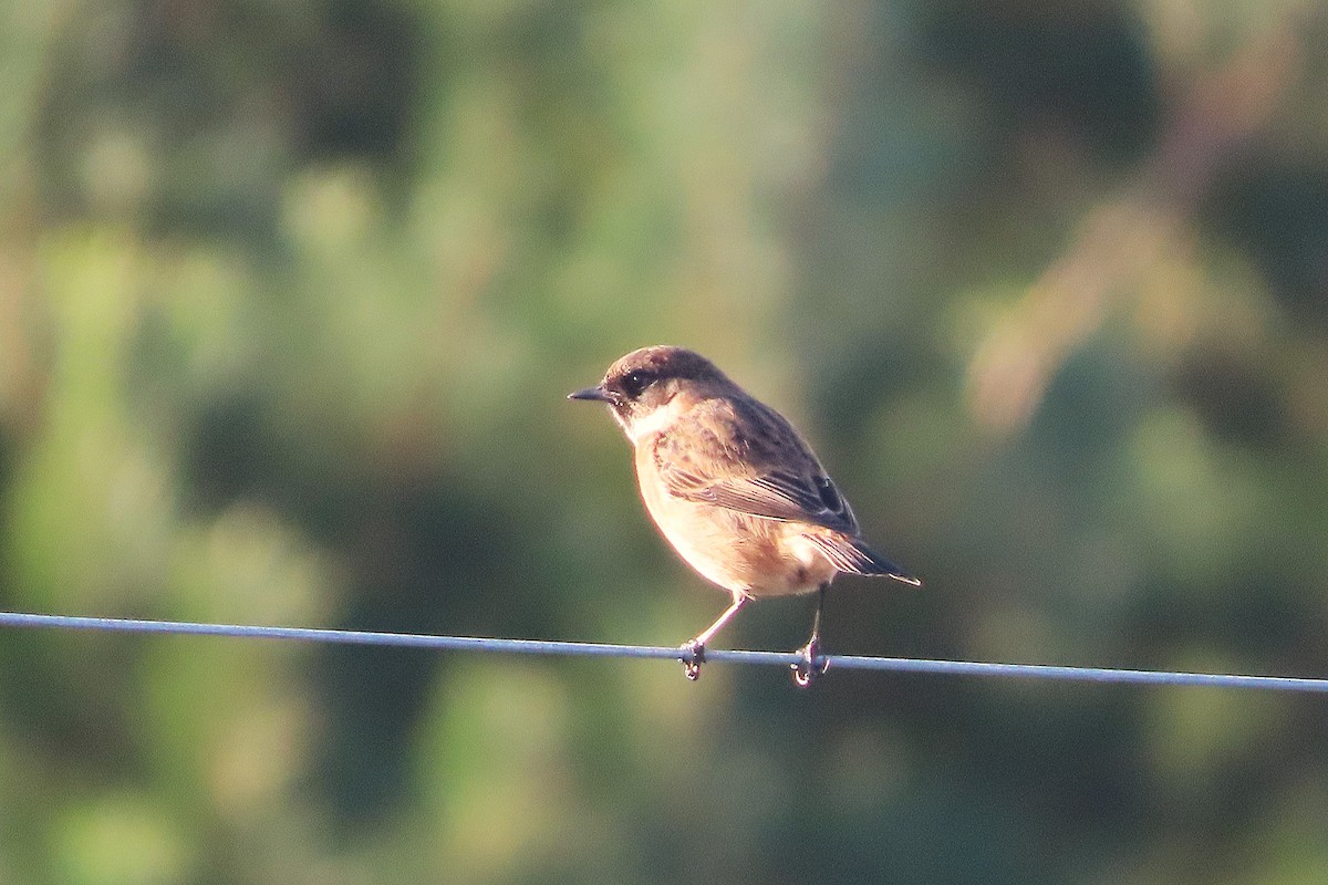 European Stonechat - ML646739944