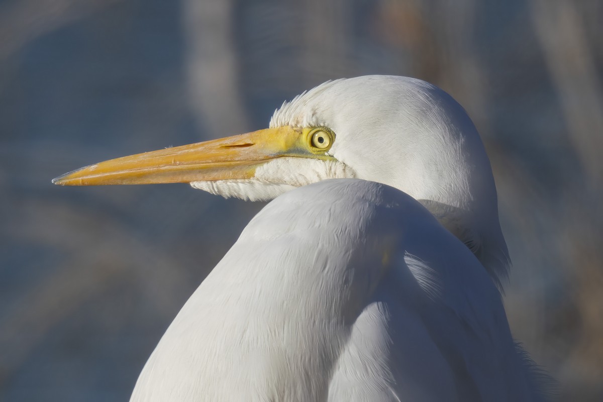 לבנית גדולה - ML646739945