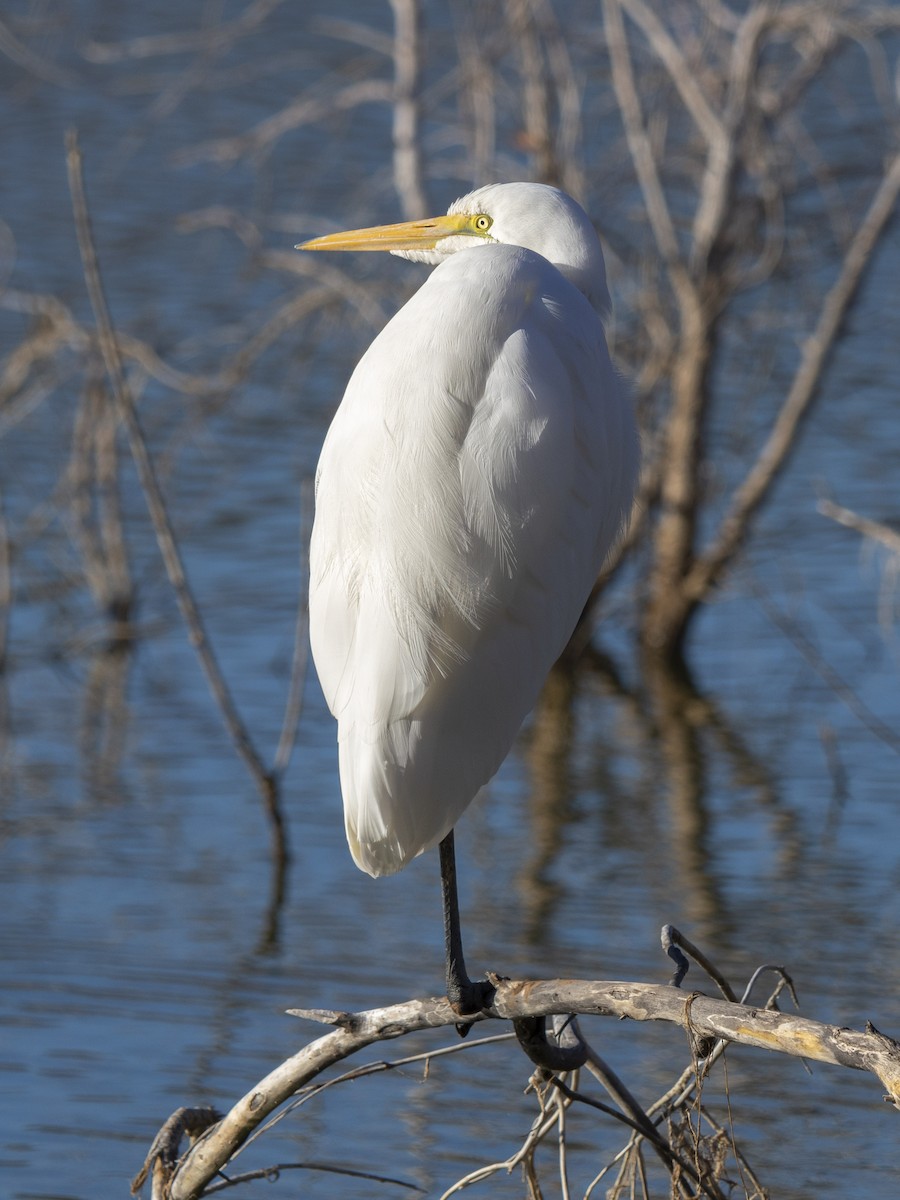לבנית גדולה - ML646739946