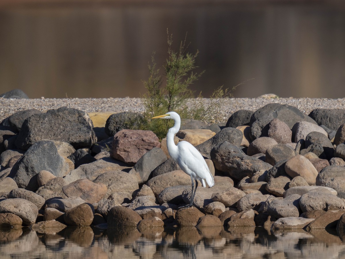 לבנית גדולה - ML646739947
