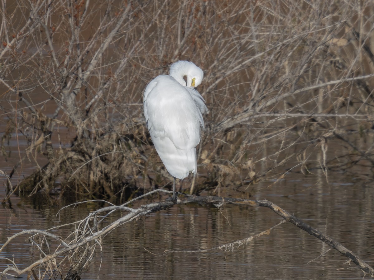 לבנית גדולה - ML646739948