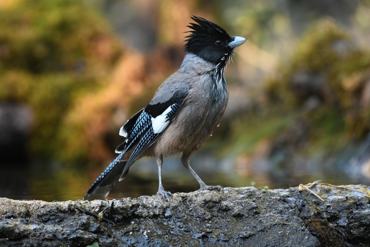 Eskinoso burubeltza - ML646739951