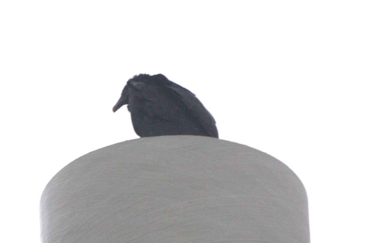 Black Vulture - ML646739954