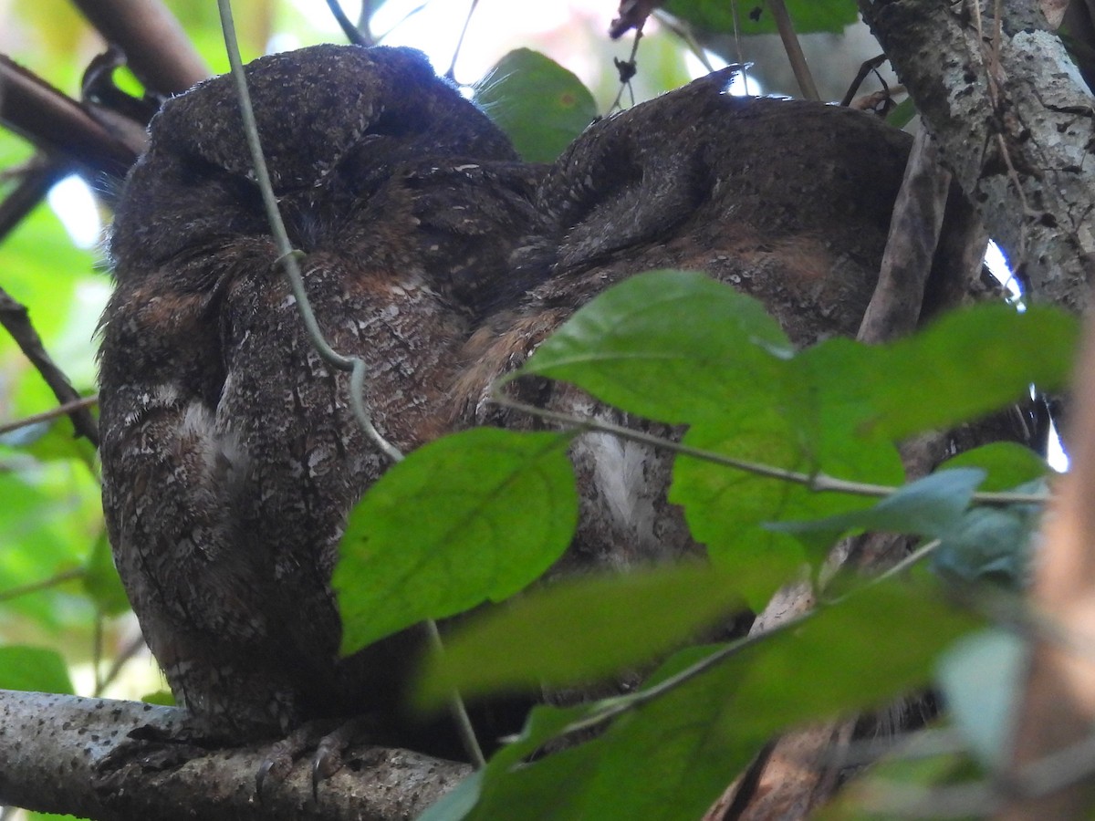 Autillo Malgache (de Pluvisilva) - ML646739956