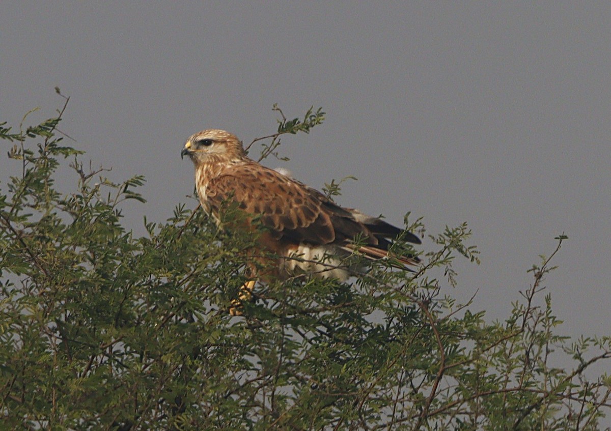 káně bělochvostá - ML646739957