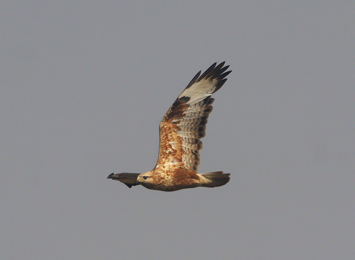 káně bělochvostá - ML646739958