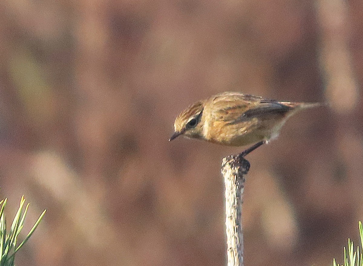 European Stonechat - ML646739959