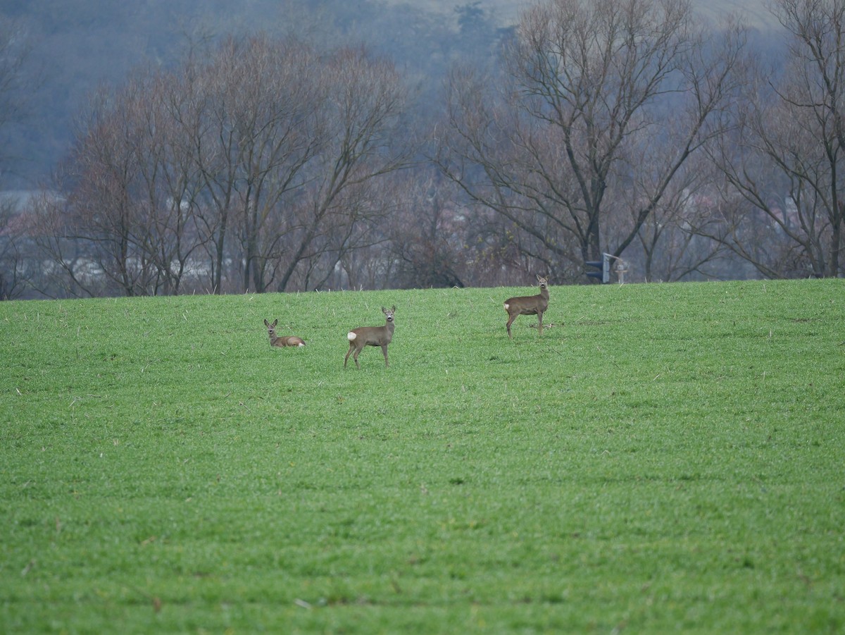 Western Roe Deer - ML646739960