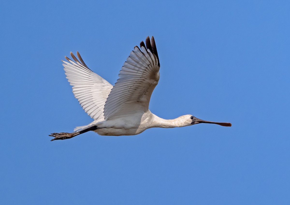 Black-faced Spoonbill - ML646739963
