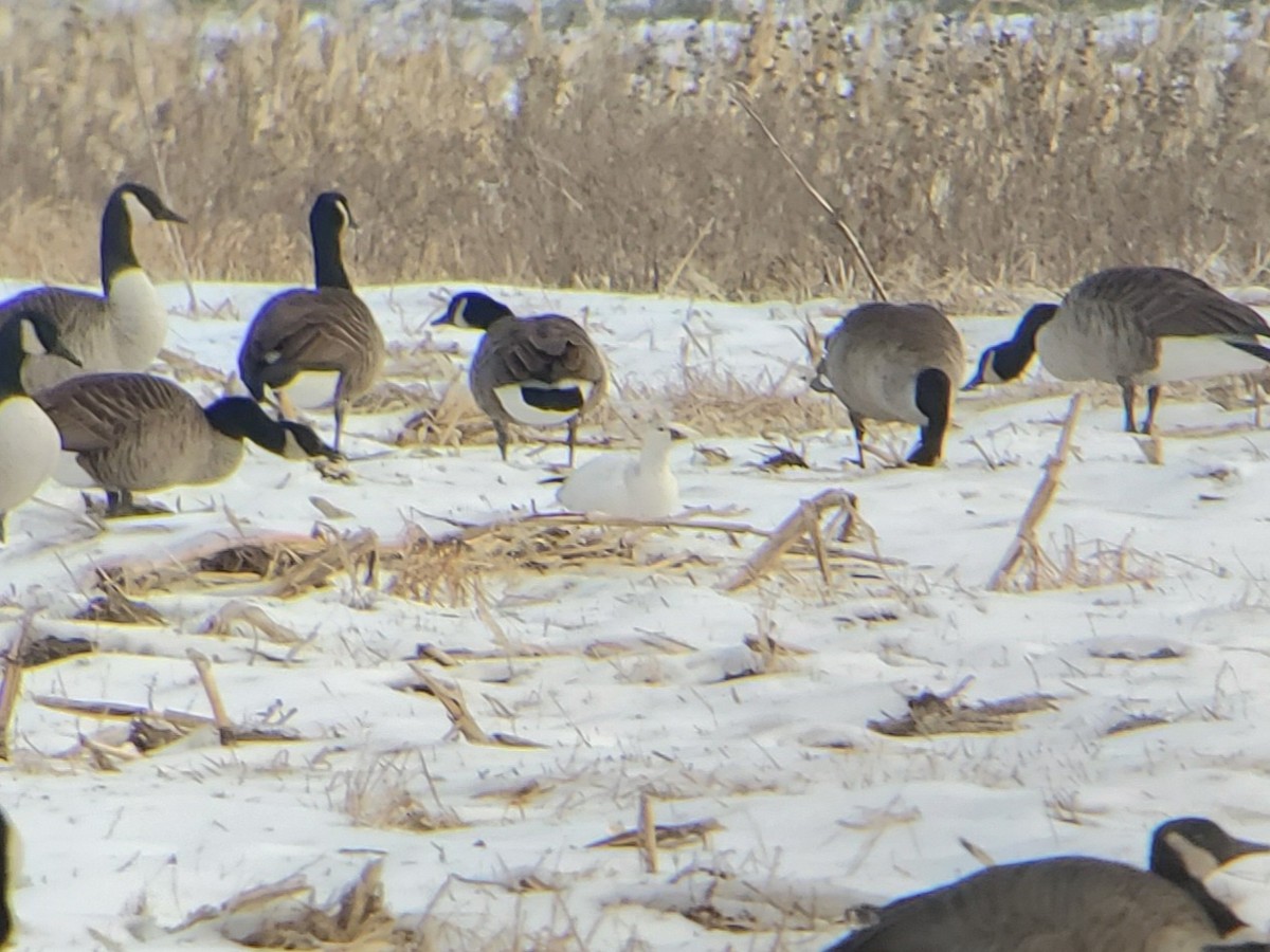 Oie de Ross - ML646739965