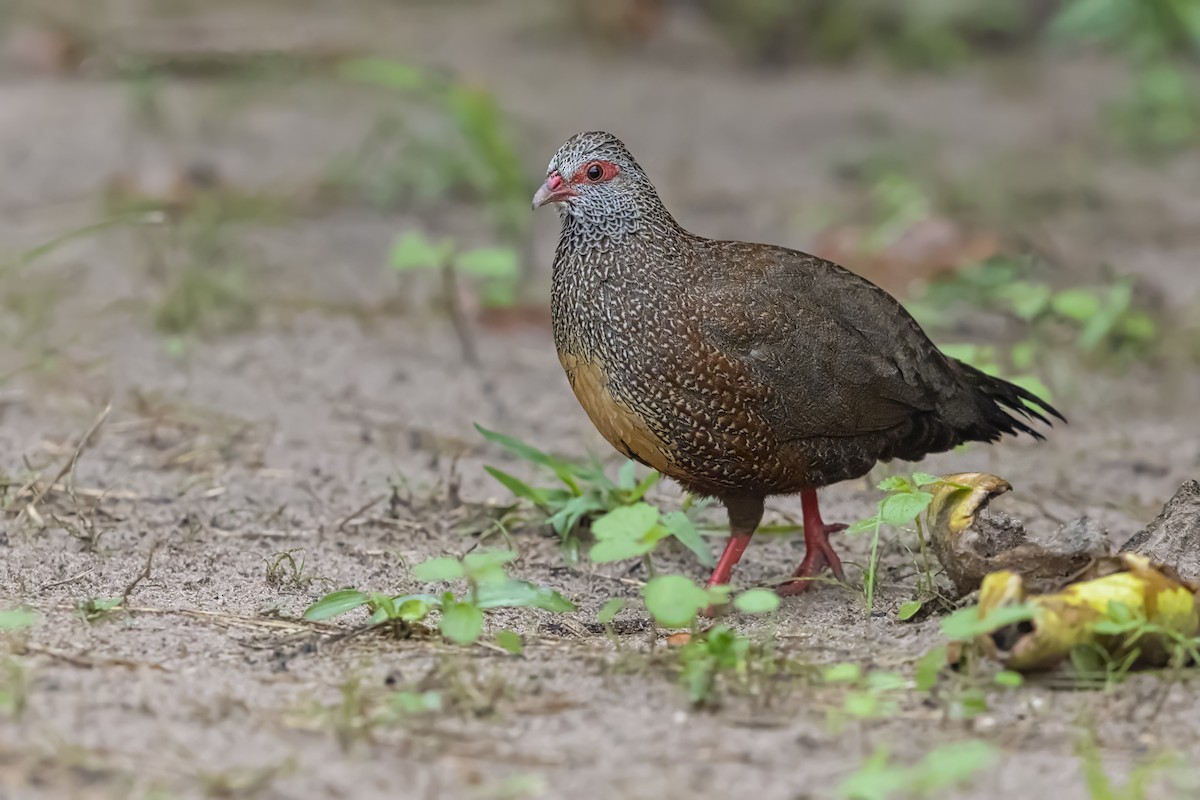 Stone Partridge - ML646739968