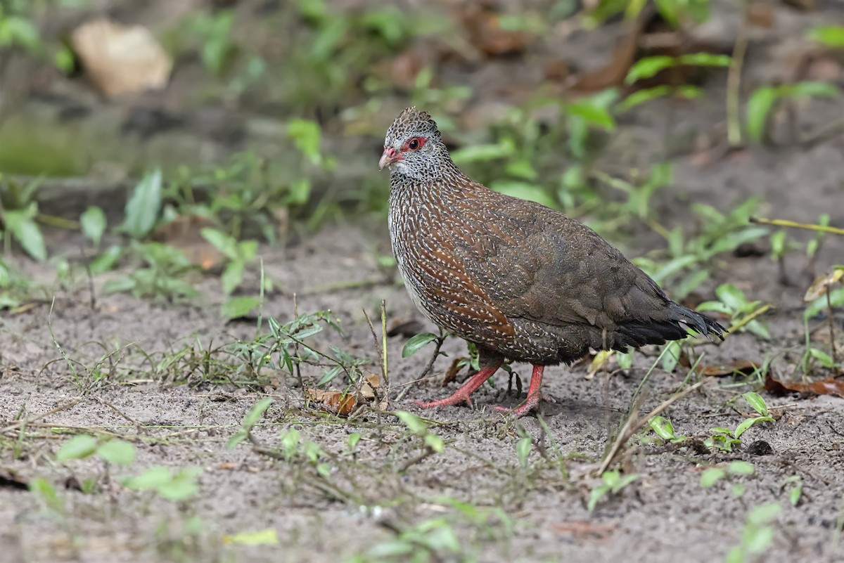 Stone Partridge - ML646739969